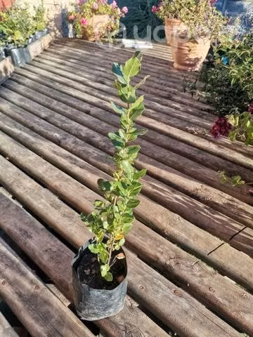 Árbol Nativo Quillay