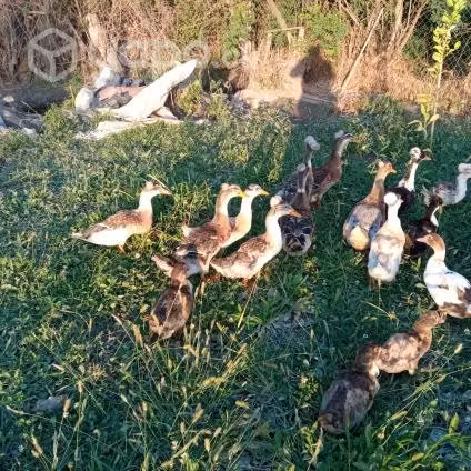 Patos con moño