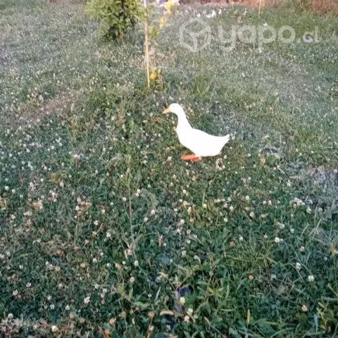 Patos con moño