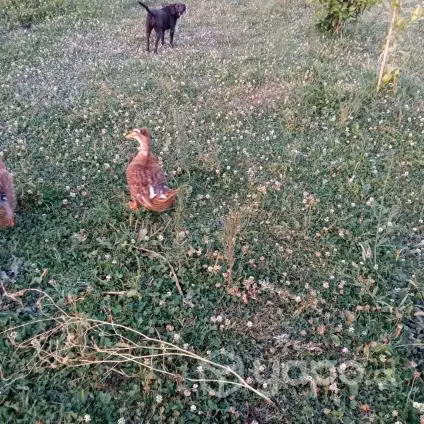 Patos con moño