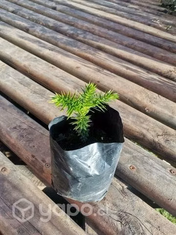 Araucaria