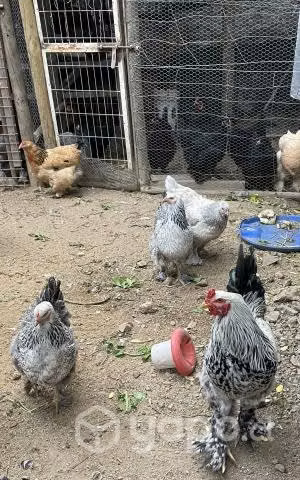 Pollos brahma - Imagen 6