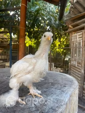 Pollos brahma - Imagen 2