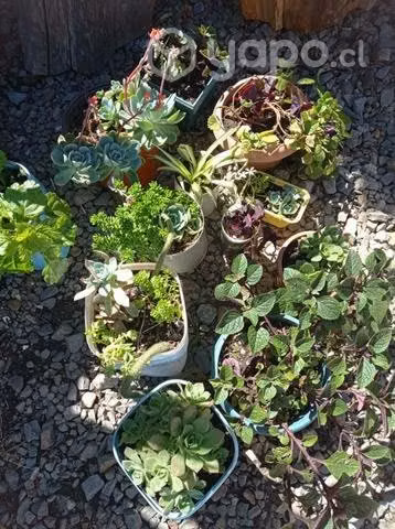 Plantas hermosas - Imagen 2