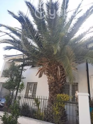 Palmera