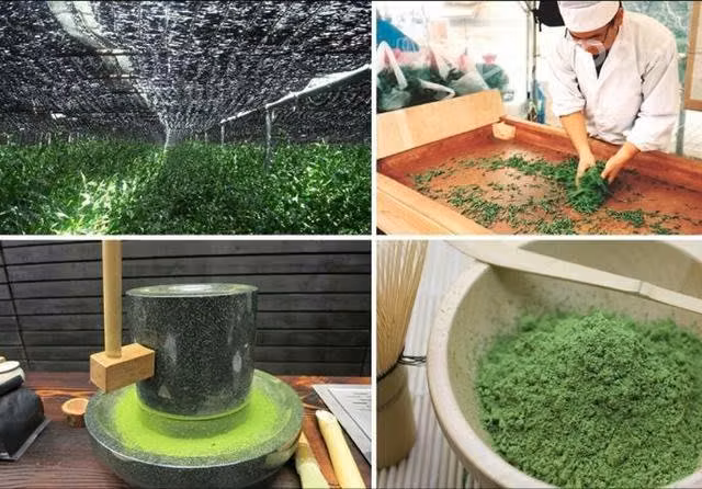 Té Matcha Envasado 100 Grs para Adelgazar