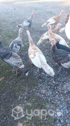 Pavos y Patos