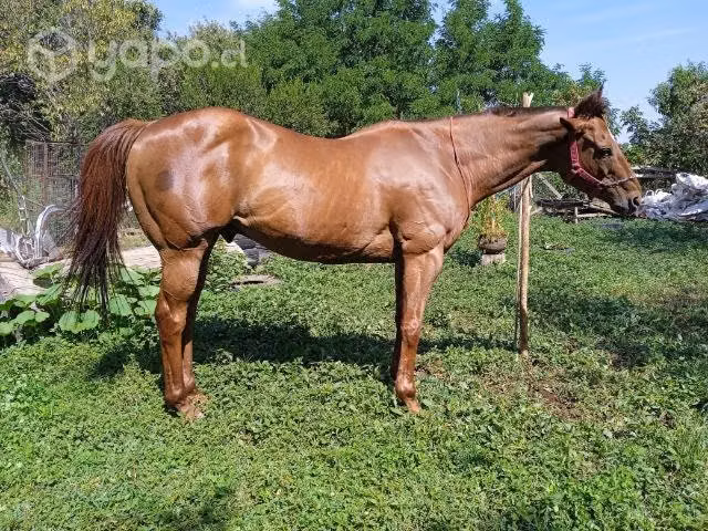 Caballo para las carreras - Imagen 6
