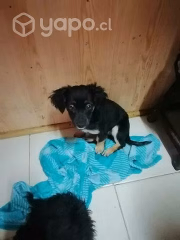 Se regalan hermosas cachorritas de 3 meses