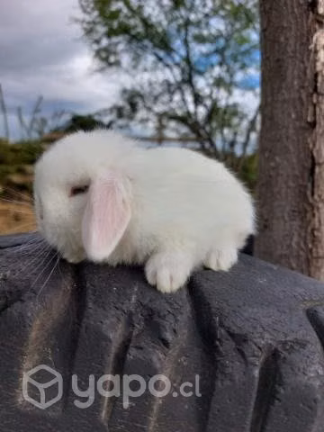 Mini lop