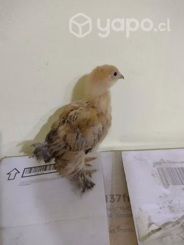 Pollitos brhama