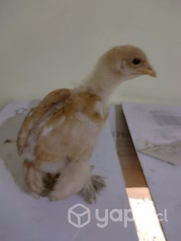 Pollitos brhama