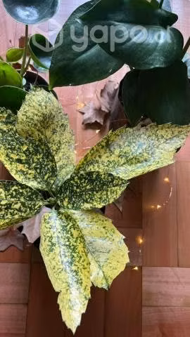 Greendalf Vivero