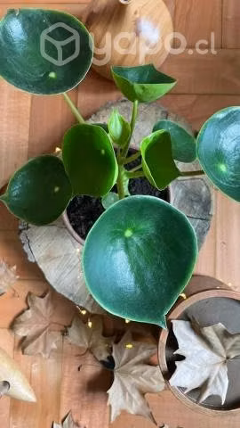 Greendalf Vivero