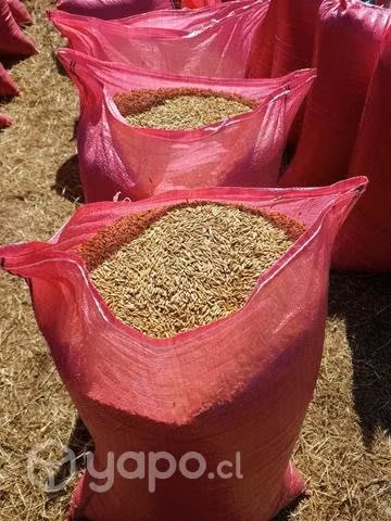 Avena super nova