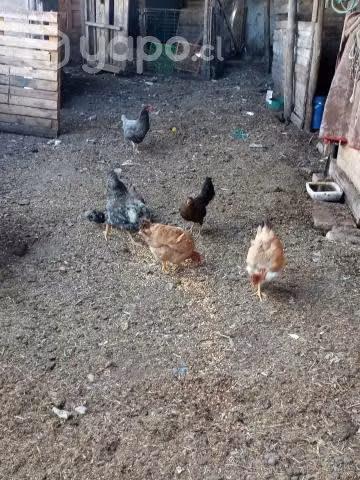 Gallinas pollitos y gallo