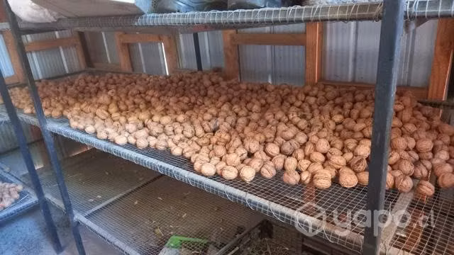 Nueces del año variedad ser