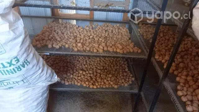 Nueces del año variedad ser