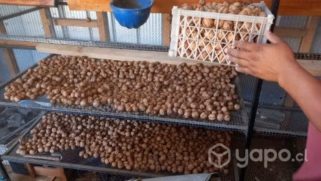 Nueces del año variedad ser