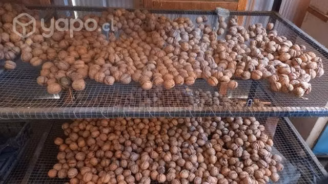 Nueces del año variedad ser