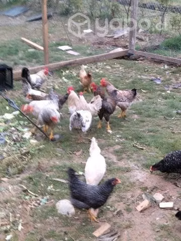 Cambio gallos por pollitas o gallinas