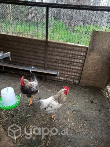 Cambio gallos por pollitas o gallinas - Imagen 6