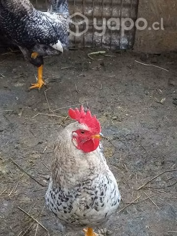 Cambio gallos por pollitas o gallinas - Imagen 4