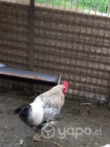 Cambio gallos por pollitas o gallinas - Imagen 2