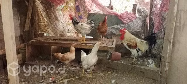Gallinas + bicicleta aro 24 funcionando
