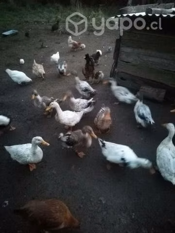 Patos gritones