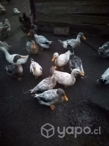 Patos gritones - Imagen 2