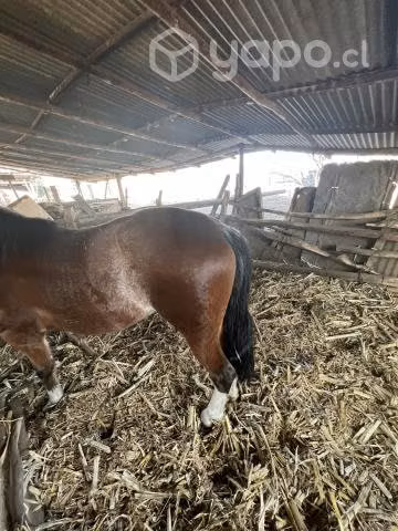 Yegua inscrita preñada