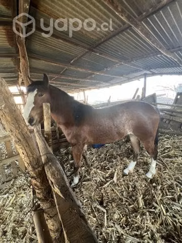 Yegua inscrita preñada