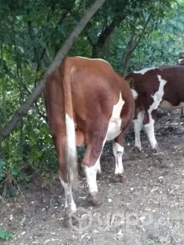 Toro y vaquilla