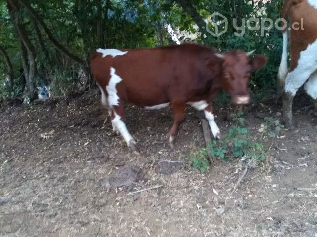 Toro y vaquilla