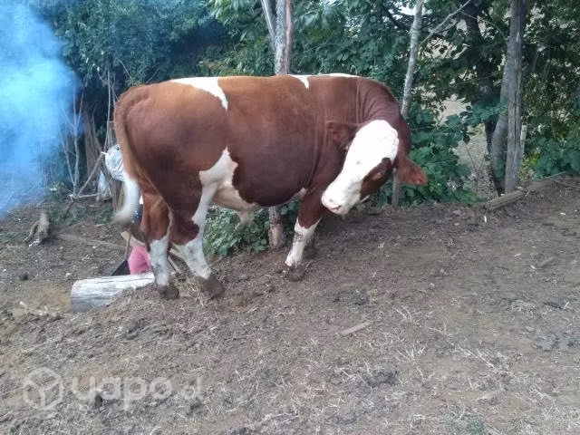 Toro y vaquilla