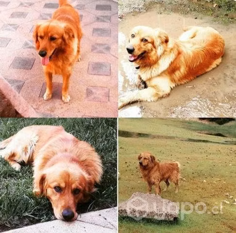 Golden Retriever busca NOVIA