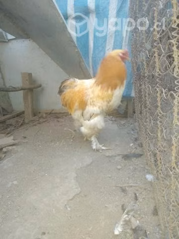 Permuto