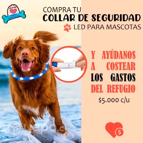 Collar para perro con luz led
