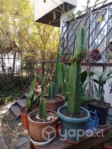 Cactus candelabro origen Sudáfrica