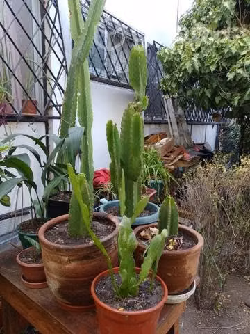 Cactus candelabro origen Sudáfrica