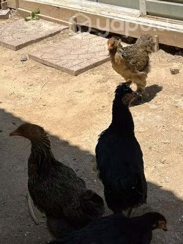 Gallinas y pollo
