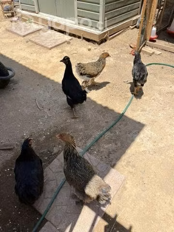 Gallinas y pollo