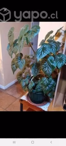 Planta Begonia Grande