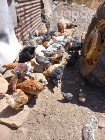 lote de gallinas