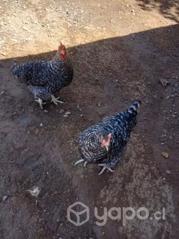 lote de gallinas