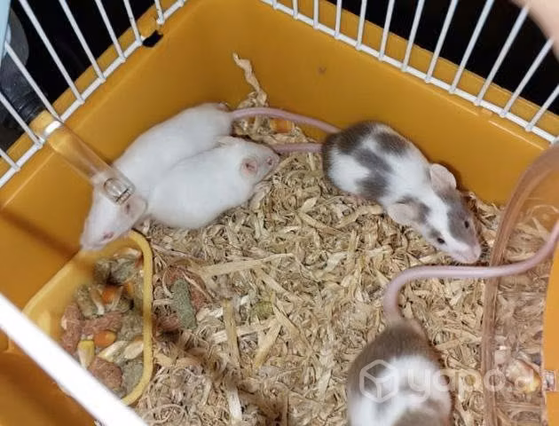 Ratón de laboratorio