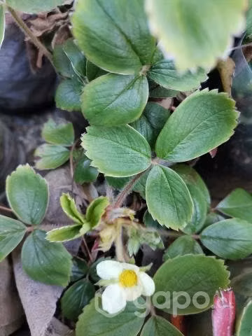 Frutilla nativa rosada