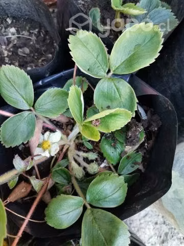 Frutilla nativa rosada