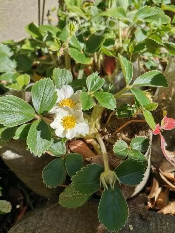 Frutilla nativa rosada